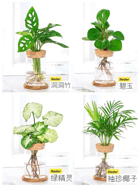 水耕植物 客廳 窗戶